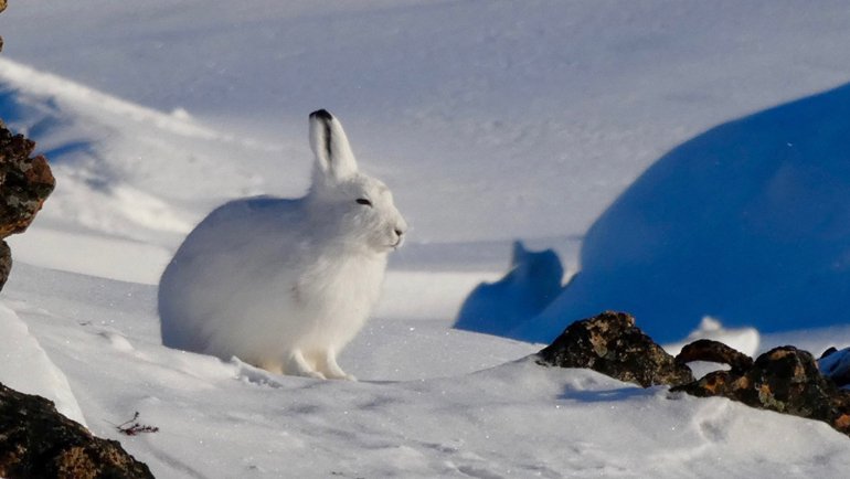 Arctic hare in snowy rocks