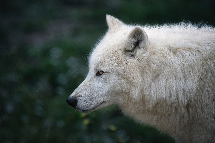 Arctic wolf face