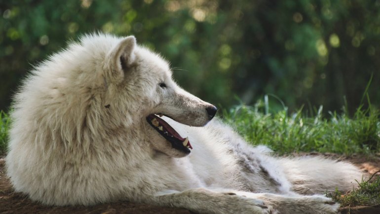 Arctic wolf relaxing