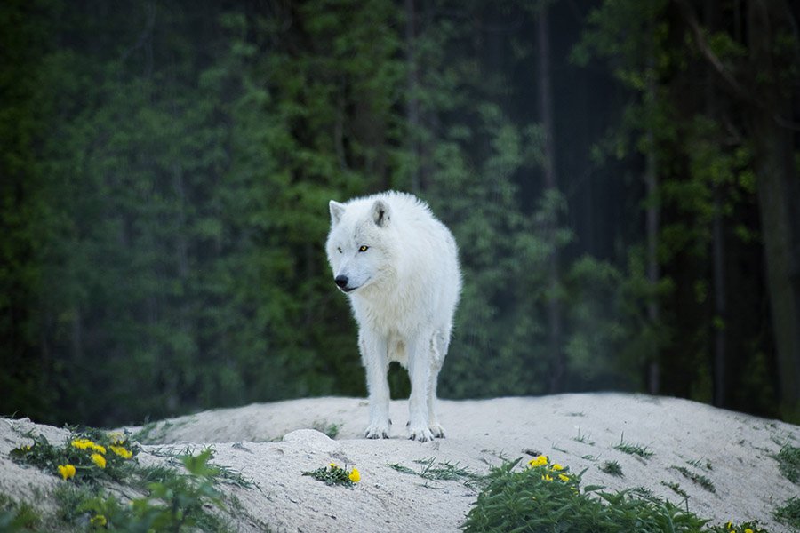 Arctic wolf portrait