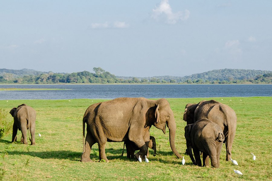 Asian elephants in Sri Lanka