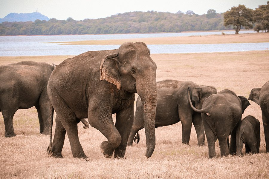 Asian elephants in a national park