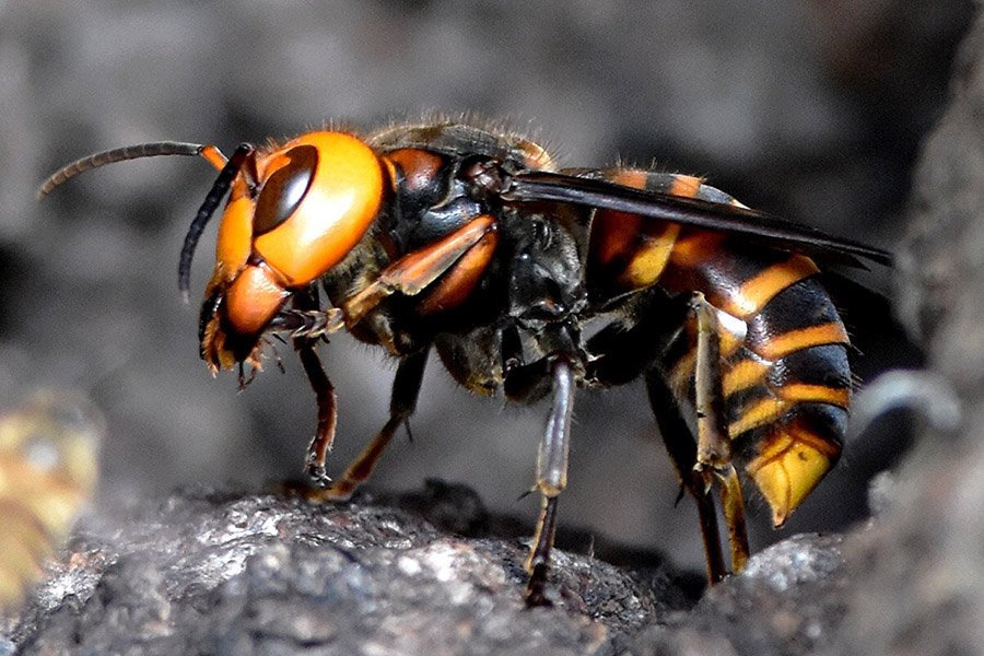 Asian giant hornet closeup