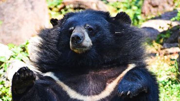 Asiatic black bear sheet - Hero