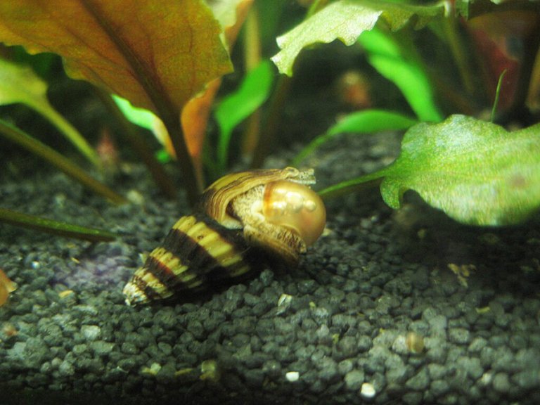 Assassin snail closeup