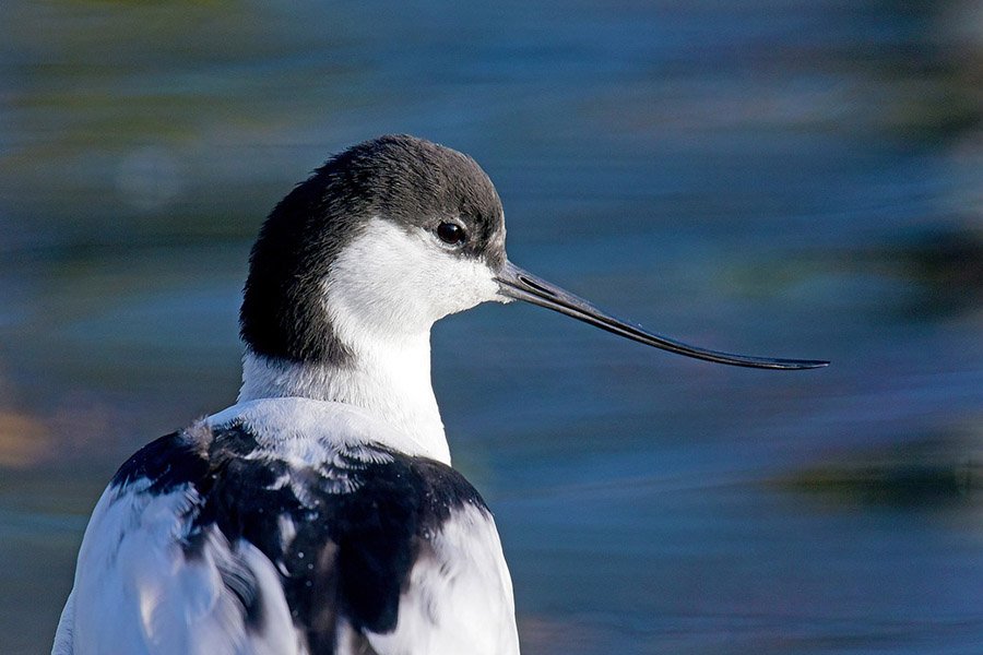 Avocet head