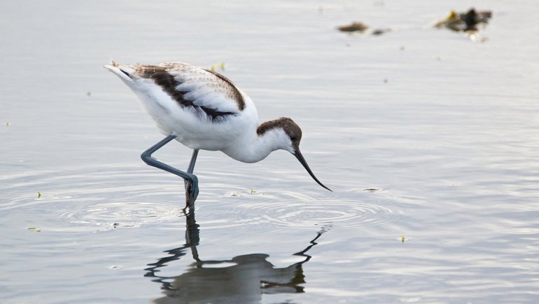 Avocet looking for food