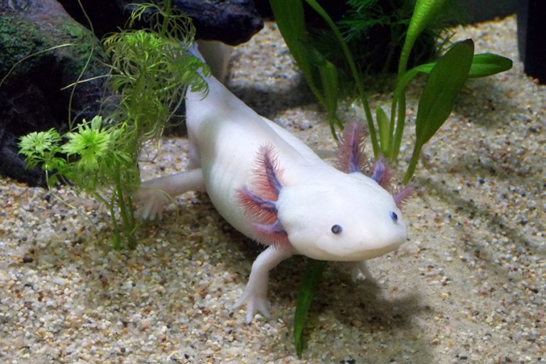 Axolotl leucistic