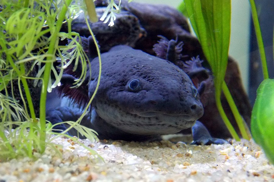 Axolotl melanotic