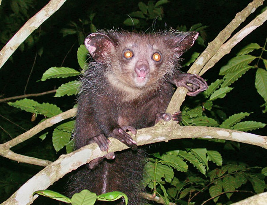 Aye-aye (Daubentonia madagascariensis)