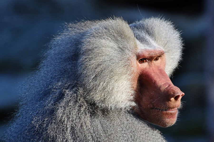 Baboon portrait