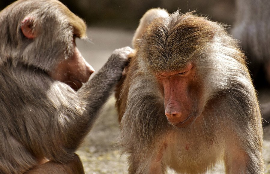 Baboons interacting