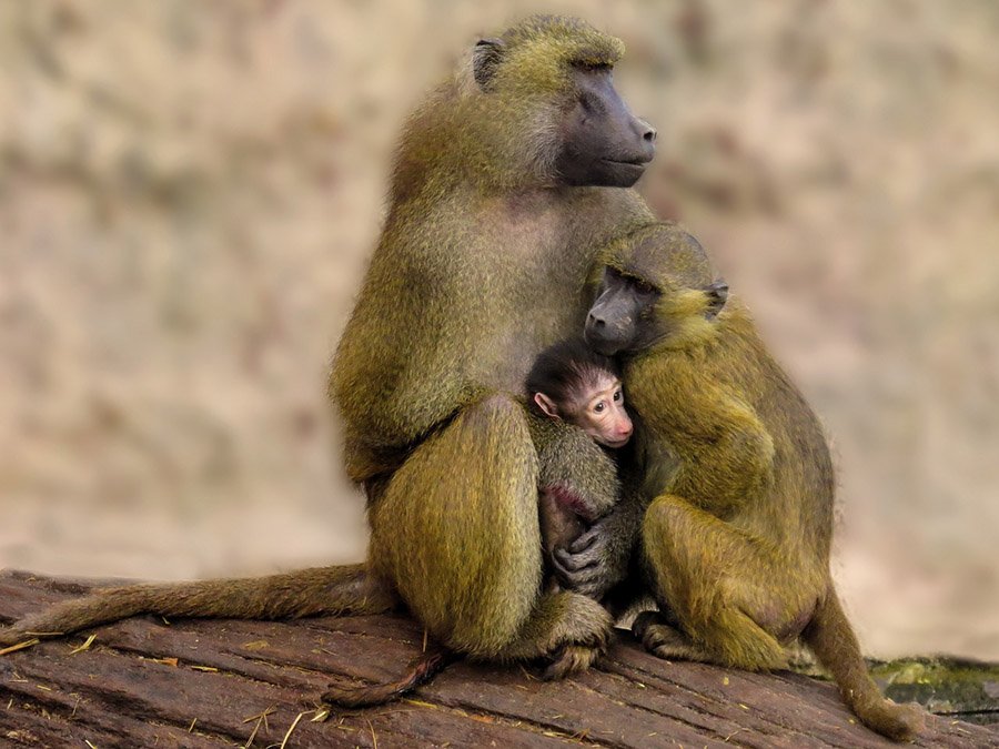 Baboons with infant