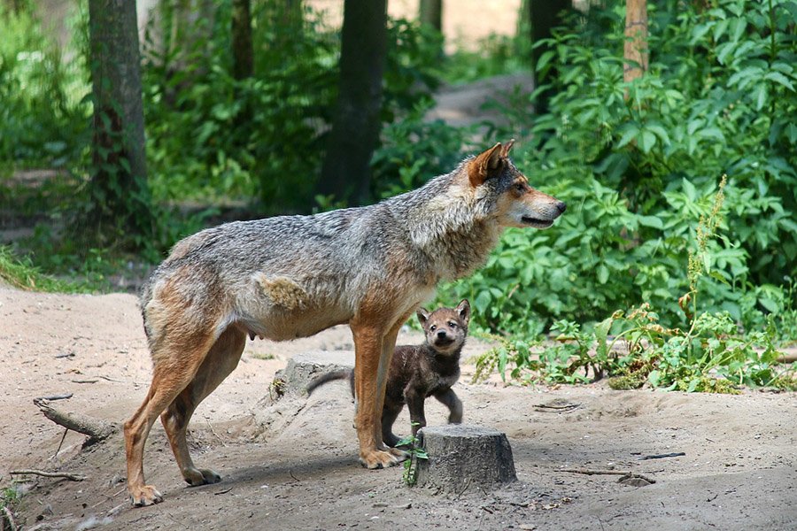 Baby wolf