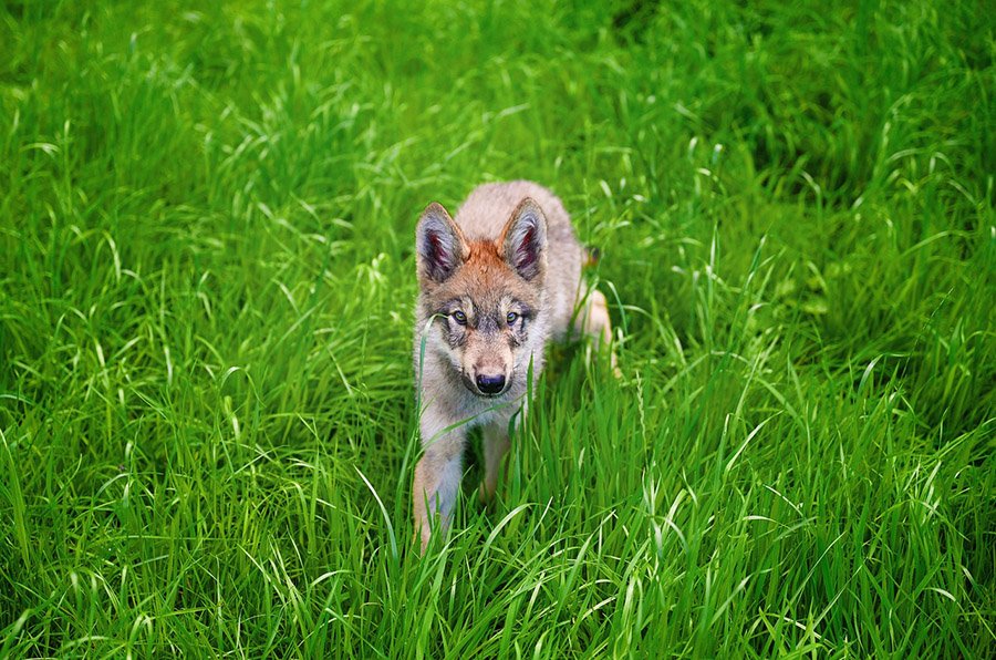 Baby wolf