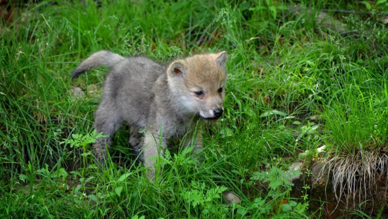 Baby wolf