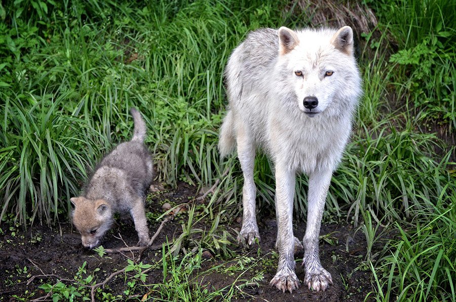 Baby wolf and mother