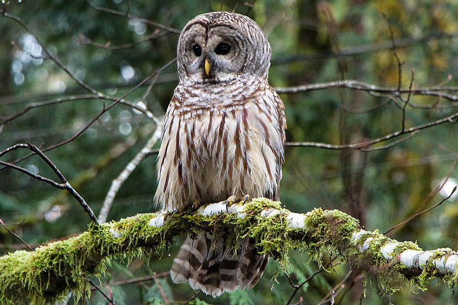 Barred Owl