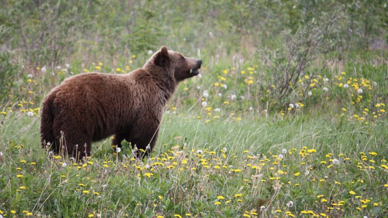 Bear facts - Hero