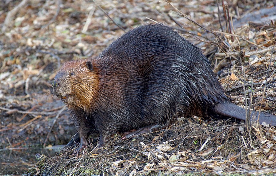 Beaver close up