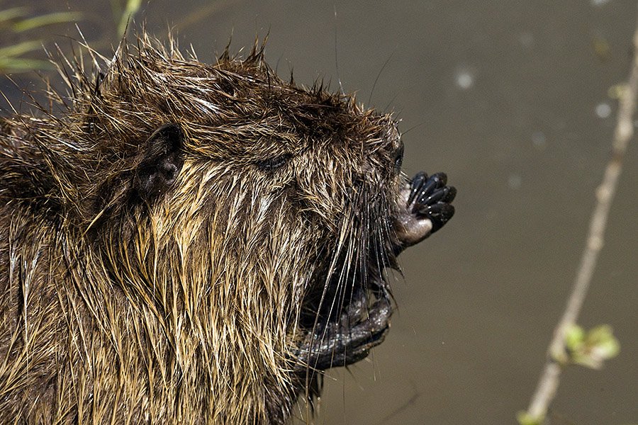 Beaver face