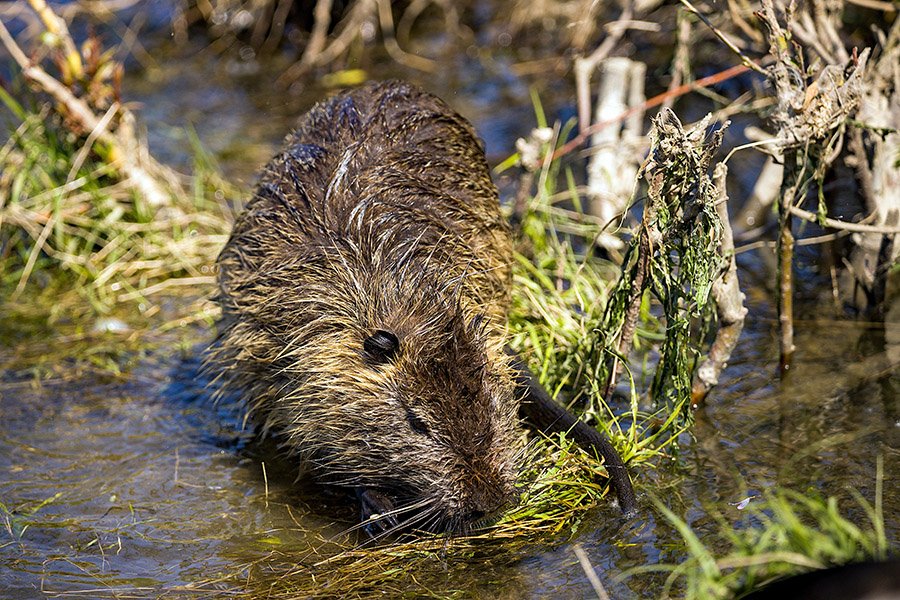 Beaver in a swamp