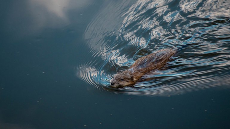 Beaver swimming