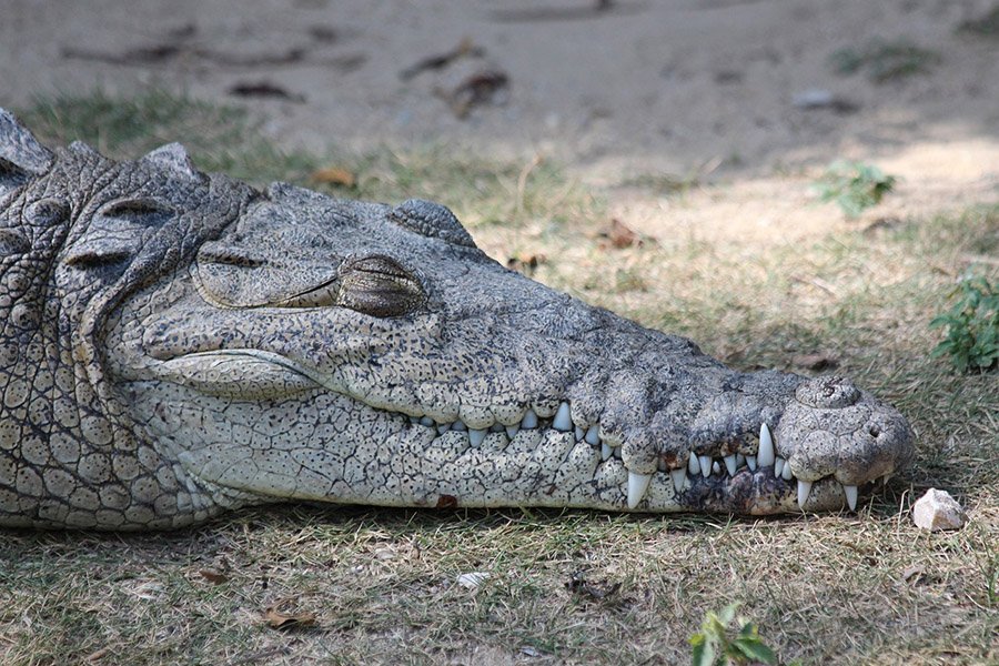 Belize Animals - American Crocodile