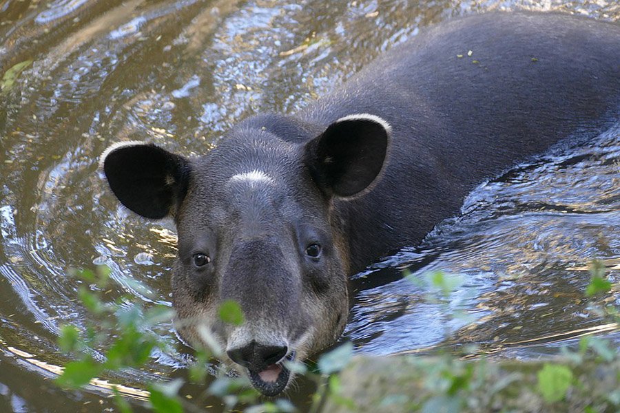 Belize Animals - Baird's Tapir