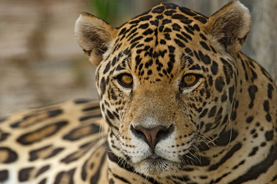 Belize Animals - Jaguar