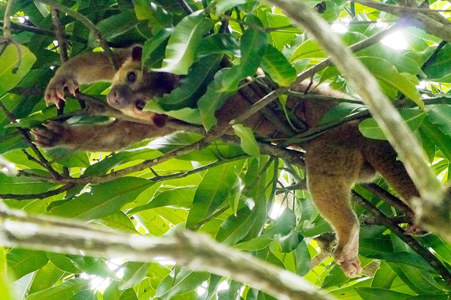 Belize Animals - Kinkajou