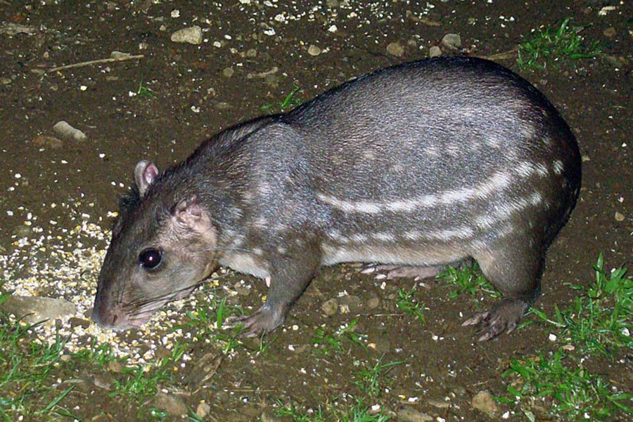 Belize Animals - Lowland Paca