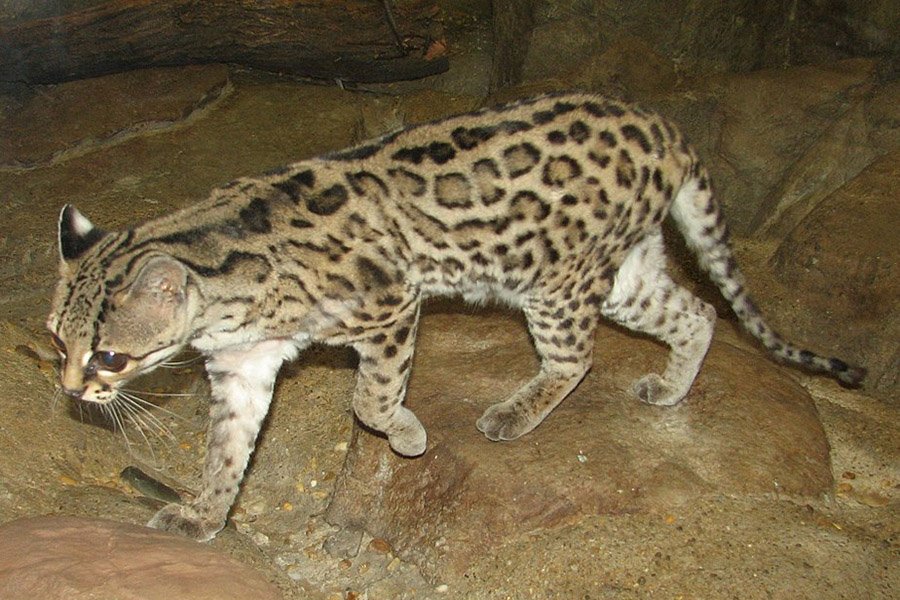 Belize Animals - Margay