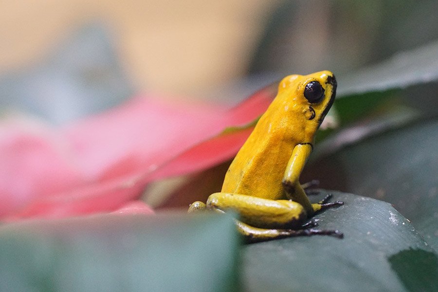 Belize Animals - Poison dart frog