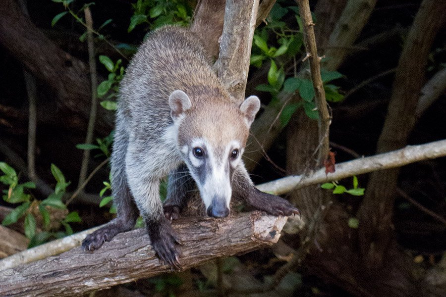 Belize Animals - White-nosed Coati