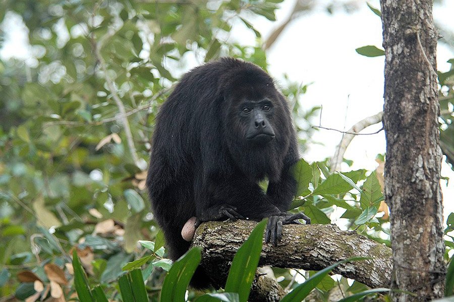 Belize Animals - Yucatan Black Howler