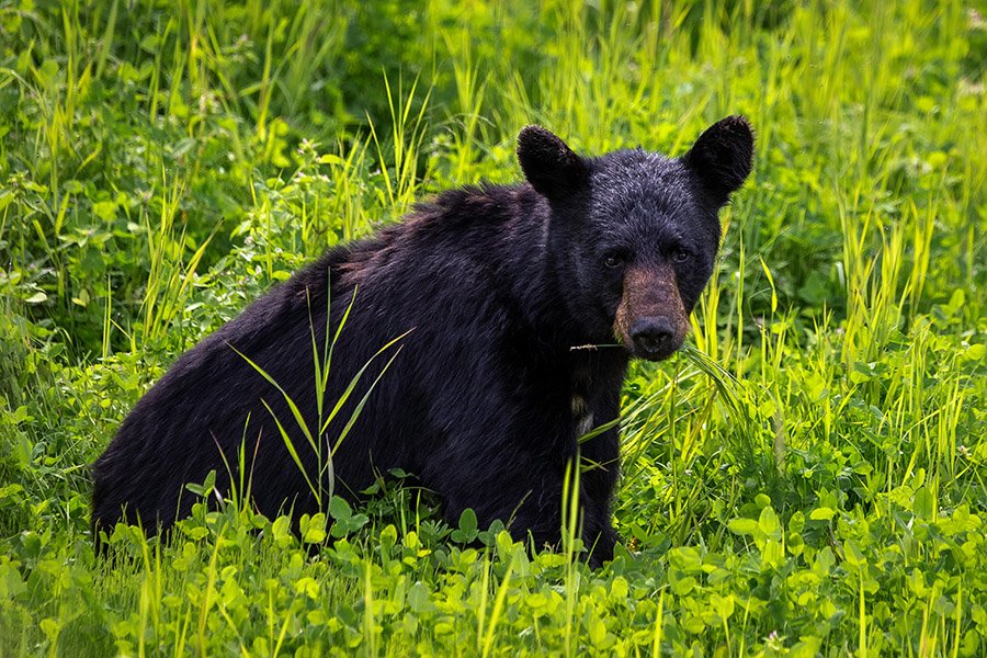 Black Animals - Black Bear