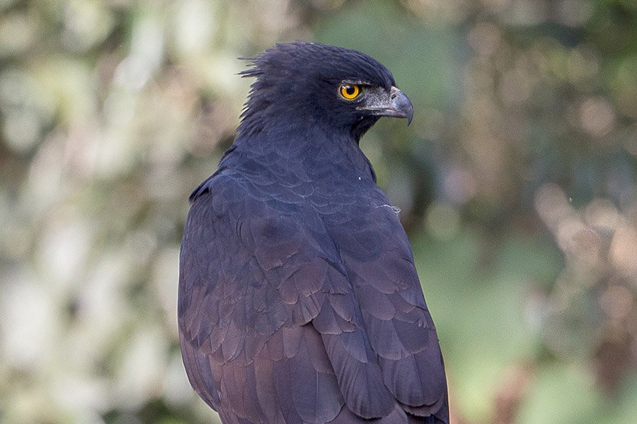 Black Animals - Black-Hawk Eagle