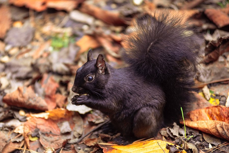 Black Animals - Black Squirrel