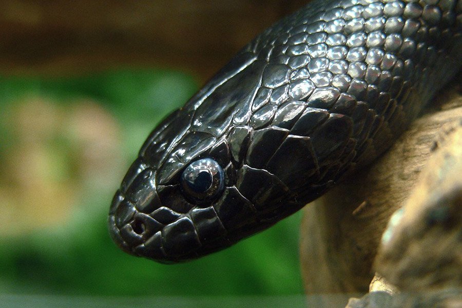 Black Animals - Mexican Black Kingsnake