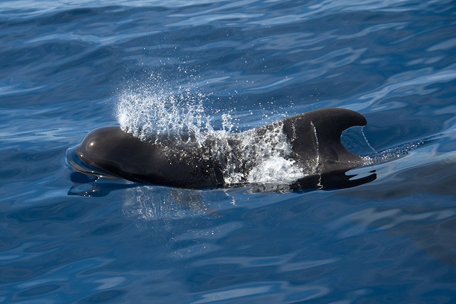 Black Animals - Short Finned Pilot Whale