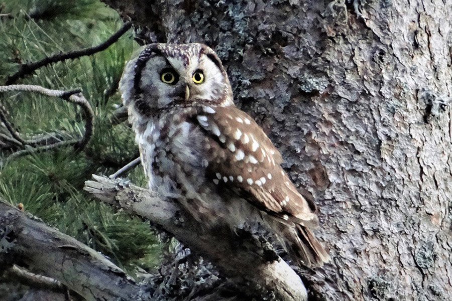 Boreal Owl