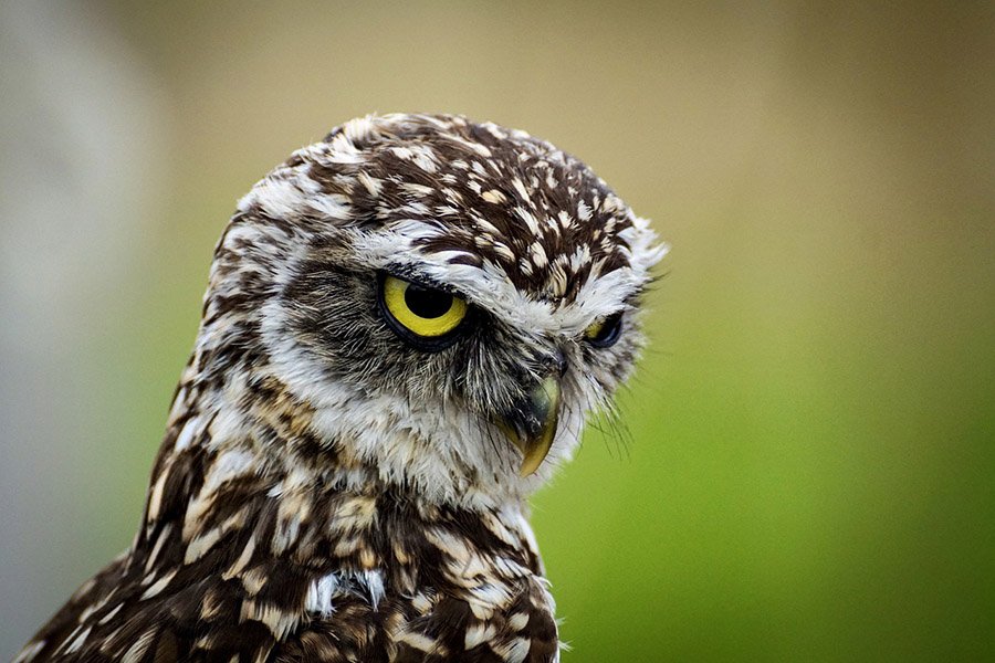 Burrowing Owl