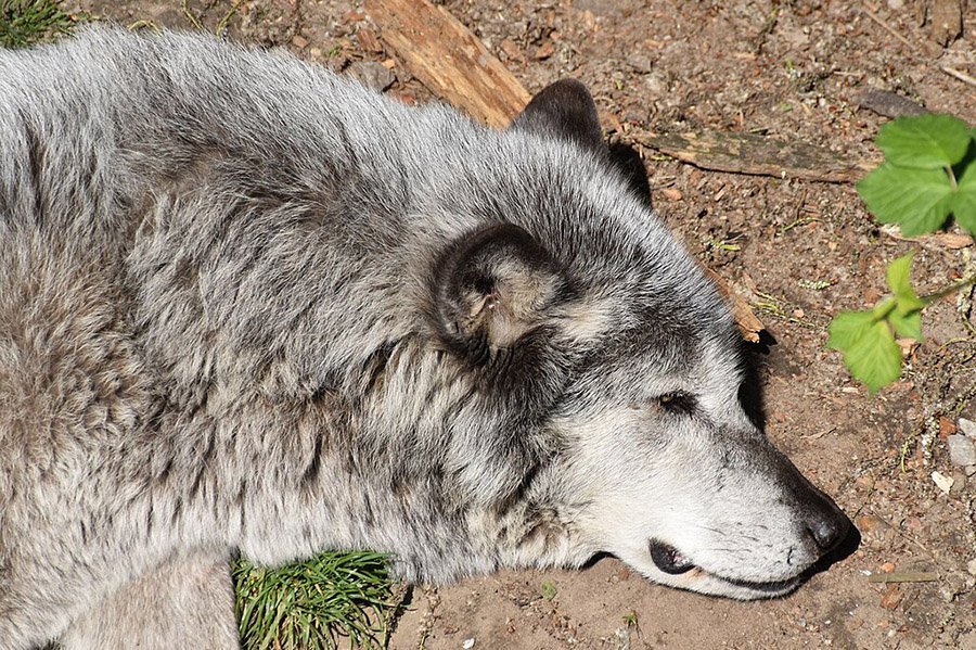 Canis lupus occidentalis NORTHWESTERN WOLF