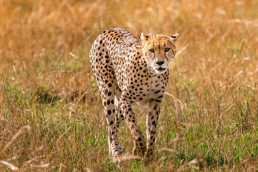 Cheetah walking in grass