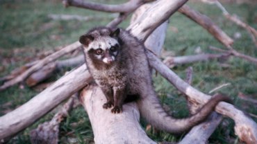 Common_palm_civet_on_log