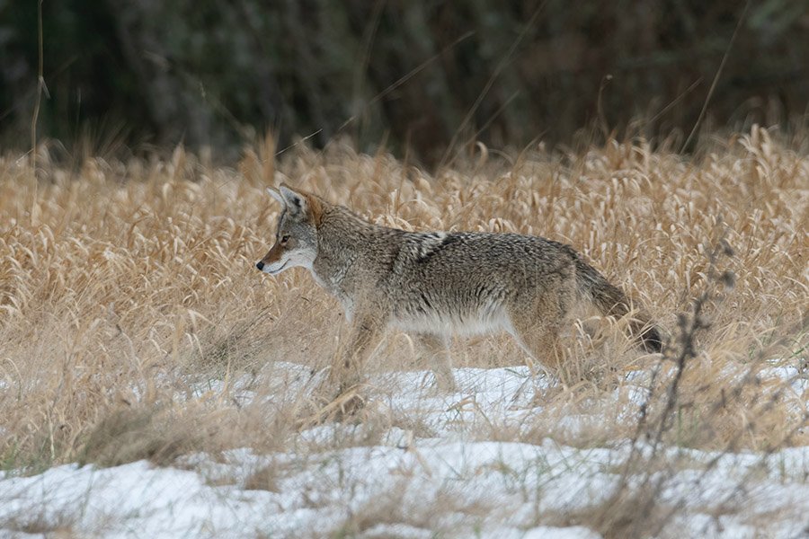 Comparison - A Coyote