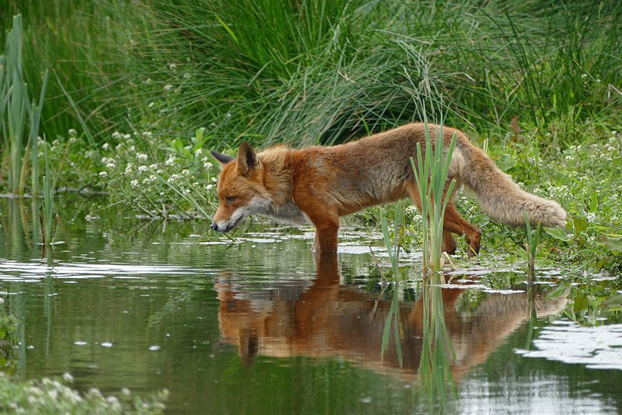 A Red Fox