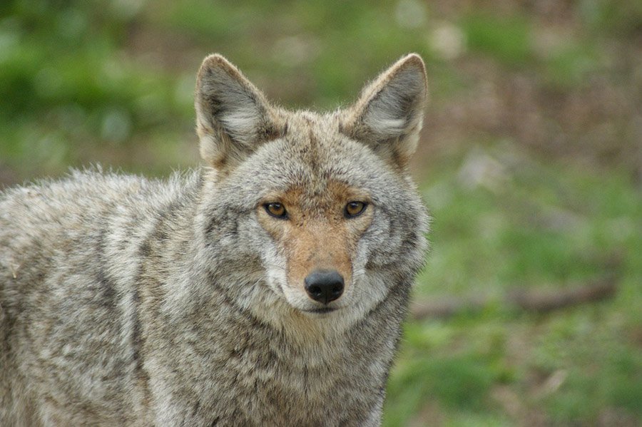 Comparison - Portrait of a Coyote