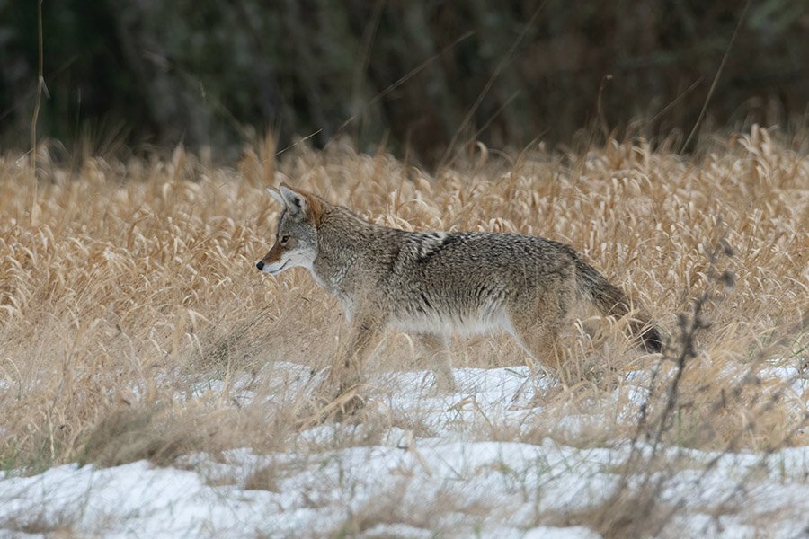 Coyote in the snow